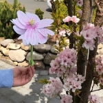 Frühlingsblüten_1