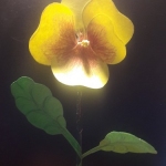 Frühlingsblüten_5