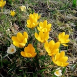 Frühlingserwachen_1