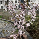 Frühlingserwachen_2