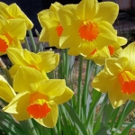 Frühlingserwachen_3